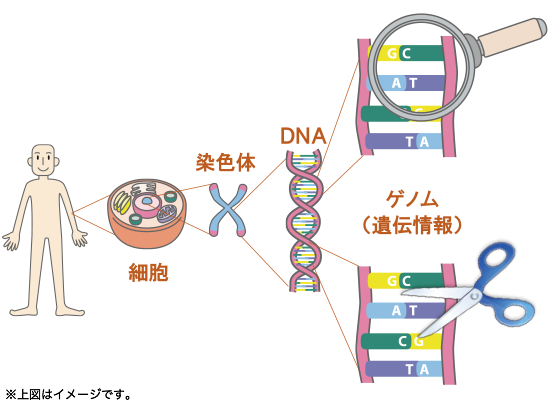 人類史上最大級のイノベーション。ゲノム革命 = ゲノム解析 + ゲノム編集