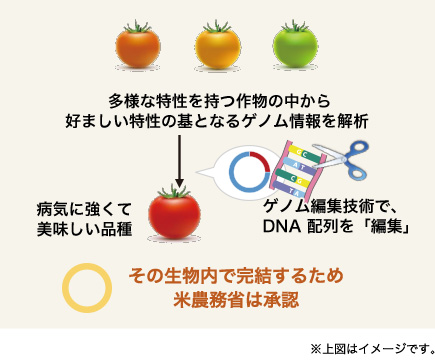 ゲノム編集による品種改良