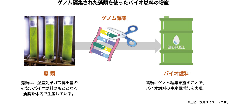 ゲノム編集された藻類を使ったバイオ燃料の増産